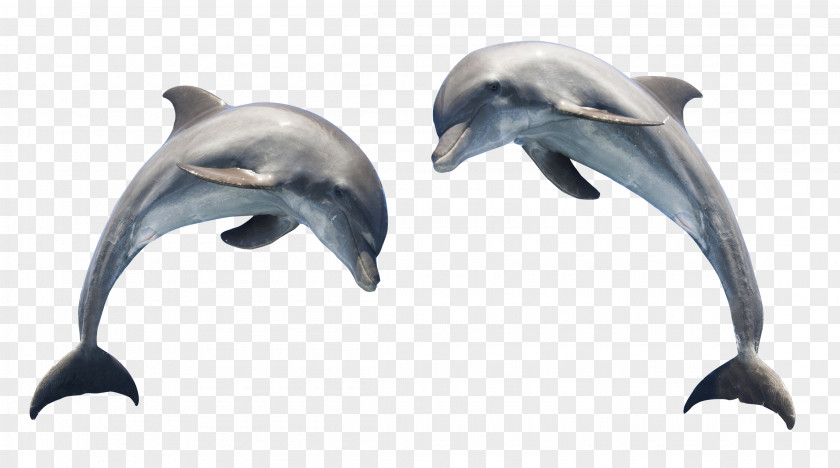 Dolphin Transparent Clip Art PNG