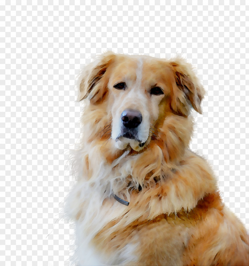 Golden Retriever Dog Breed Companion Gun PNG