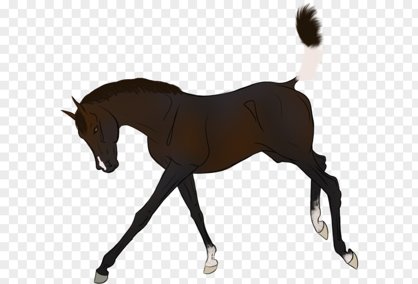 Mustang Foal Pony Rein Stallion PNG