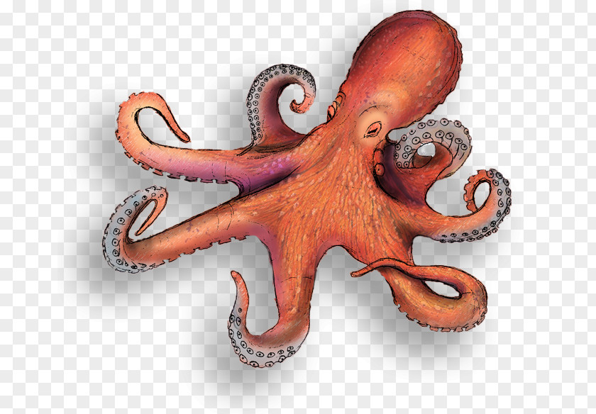 Octapus Octopus Squid Ocean Cephalopod PNG