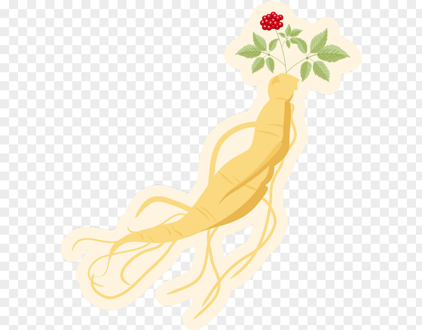 Vector Ginseng Herbs Asian Euclidean PNG