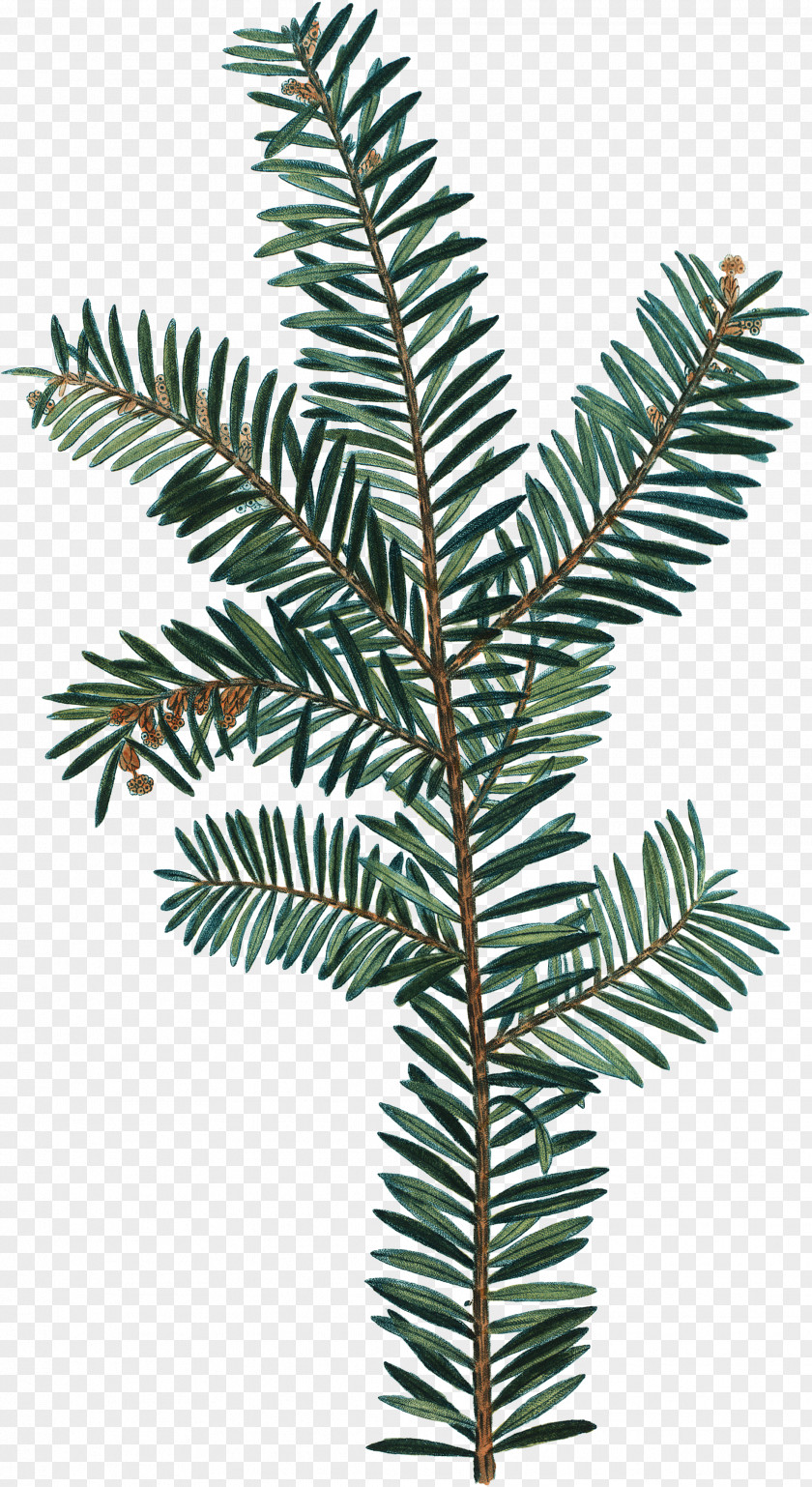 Watercolor Greenery Spruce Botany Photography Drawing PNG