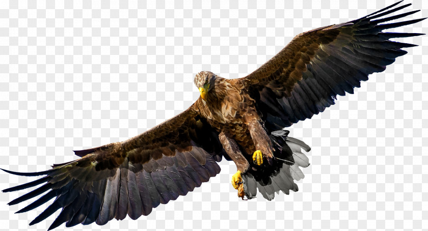 Bird Of Prey Bald Eagle PNG