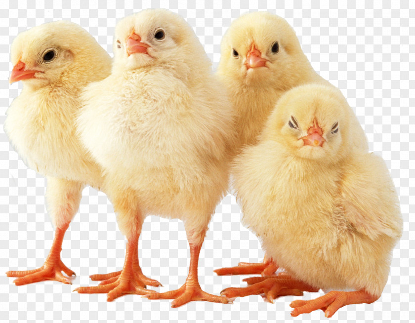 Chick Cornish Chicken Broiler Invaders 5 Desktop Wallpaper Meat PNG