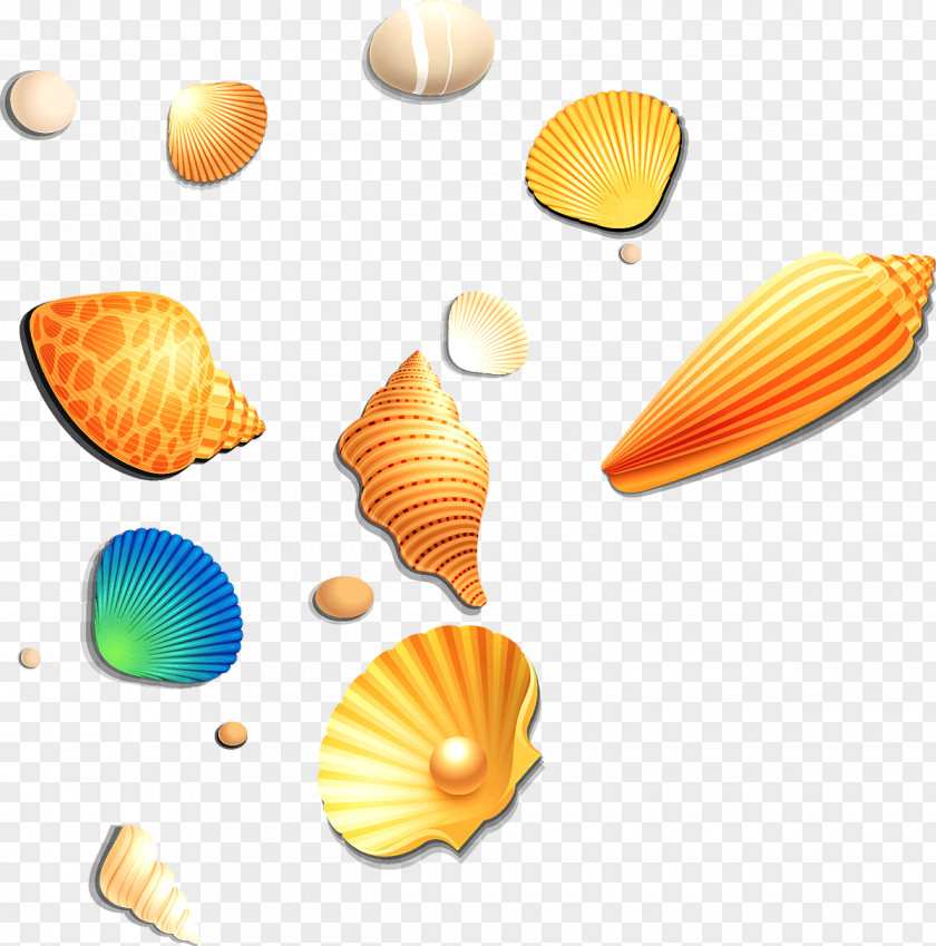 Conch Shell Seashell PNG