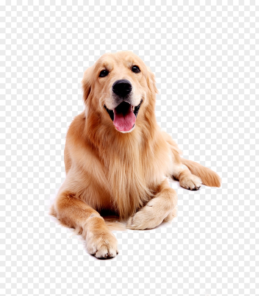 Dog Pet Golden Retriever Labrador Puppy PNG