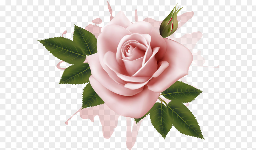 Flower Garden Roses Cabbage Rose Floribunda PNG