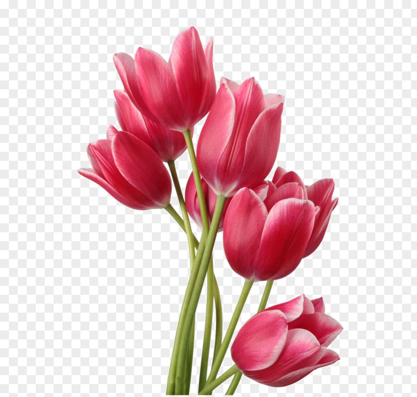 Flower Watercolour Tulip Bouquet Clip Art PNG