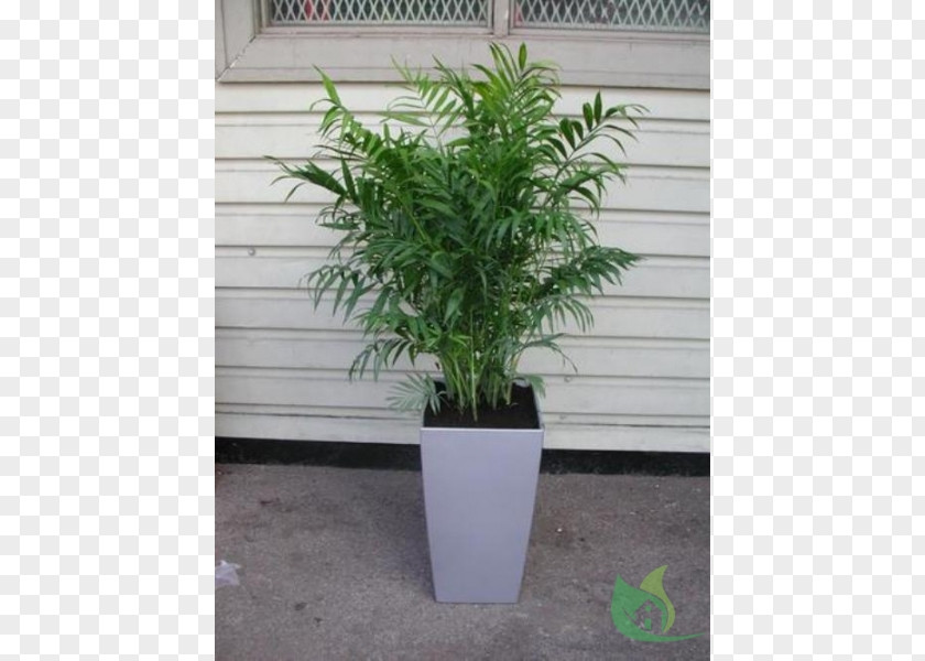 Garden Centre Flowerpot Chamaedorea Elegans Houseplant Arecaceae PNG