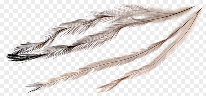 Hair Feathers Bird Feather Emu Image Ratite PNG