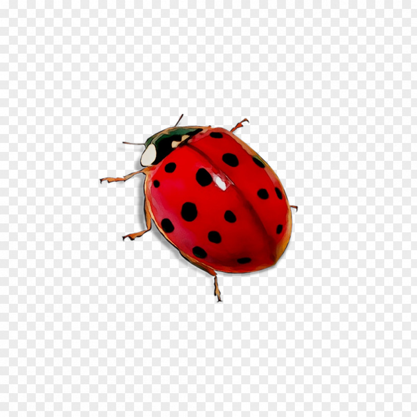 Ladybird Beetle Dog Toys PNG