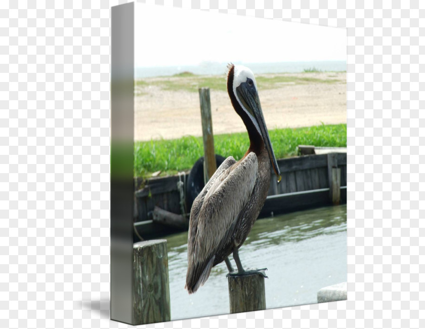 Pelican Products Beak PNG