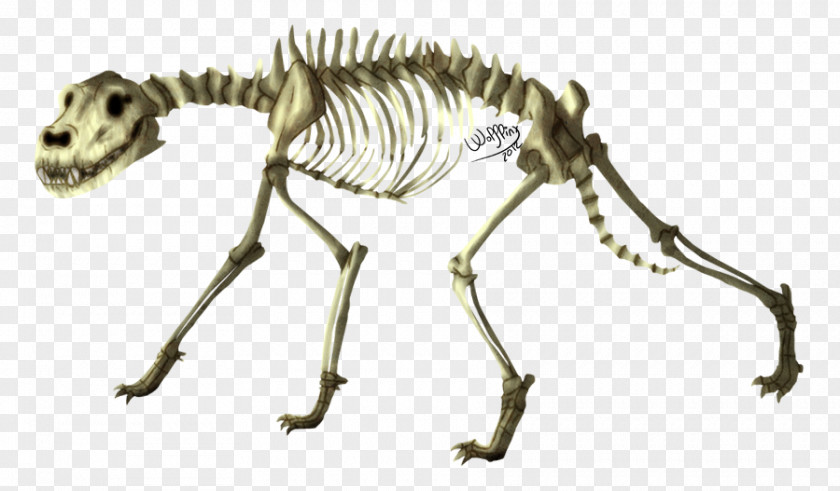 Skeleton Dog Coyote Animal Ethiopian Wolf PNG