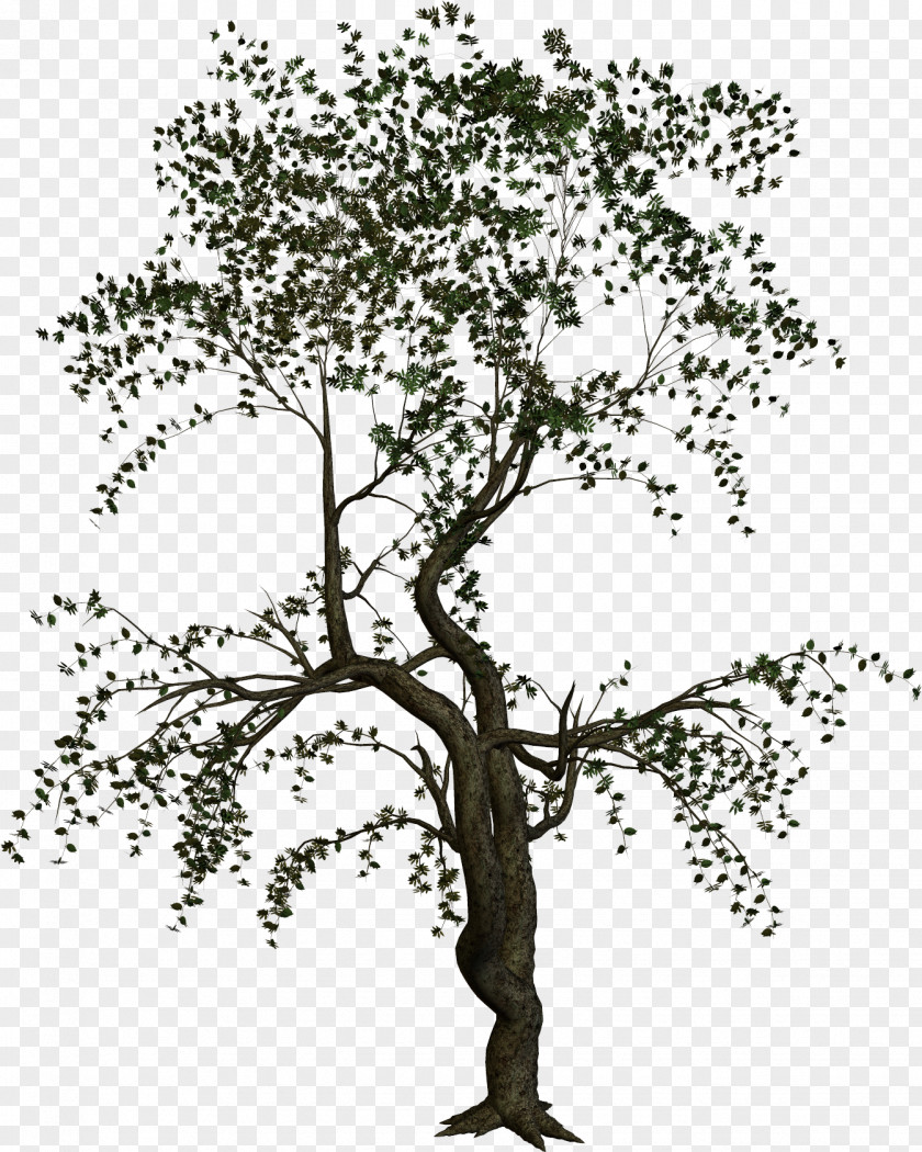 Cartoon Tree Treelet Woody Plant Branch PNG