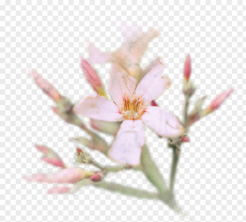 Color Spray Cherry Blossom Flower Petal Spring PNG