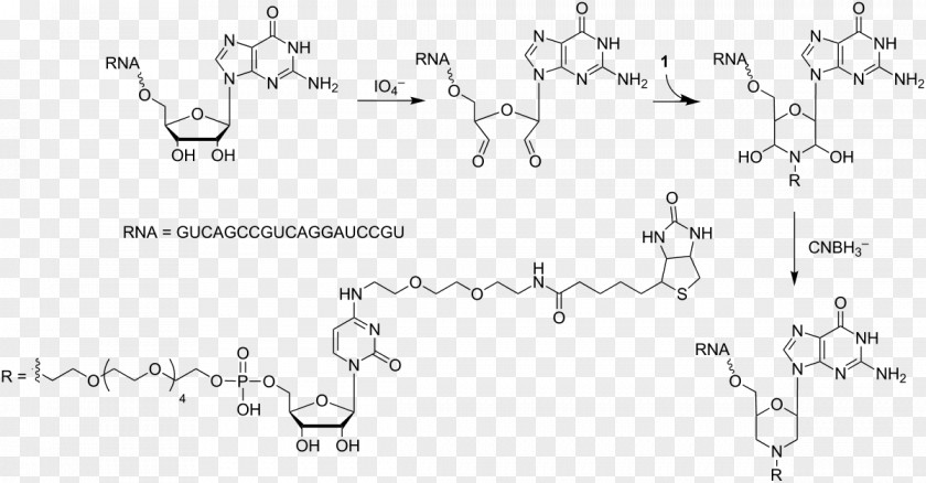 Ribozyme Uridine Monophosphate Diphosphate Adenosine PNG