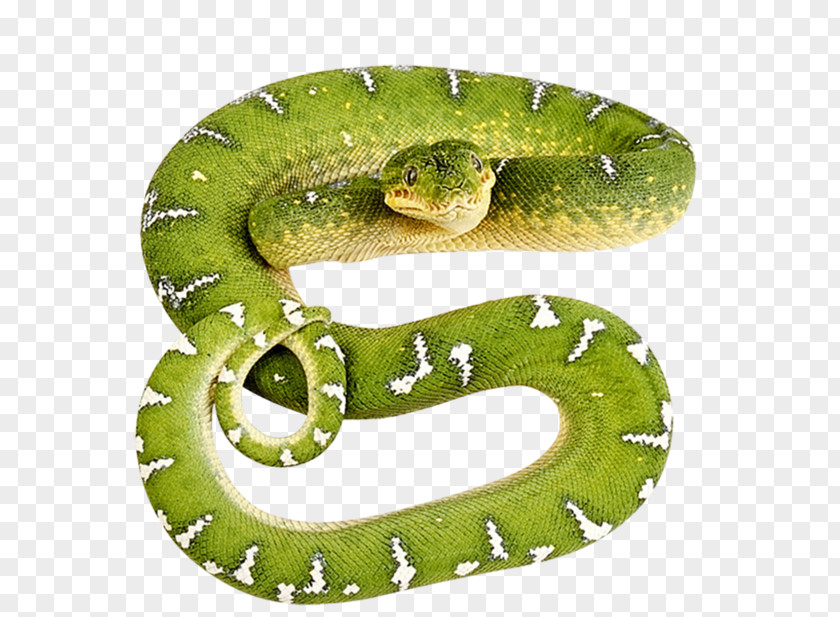 Snake Smooth Green Reptile Vertebrate Venomous PNG