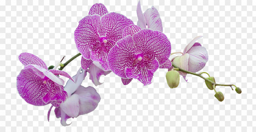 A Cherry Tree Moth Orchids Flower Purple Petal PNG