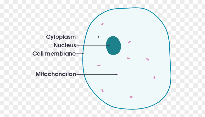 Animal Cell Cèl·lula Plant PNG