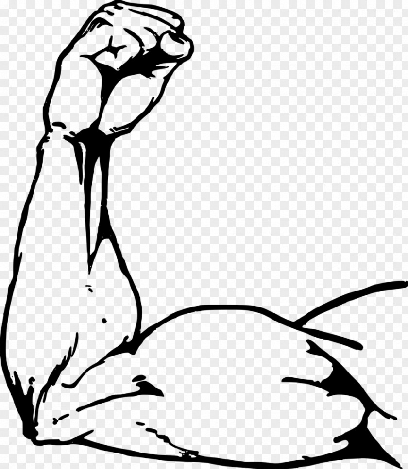 Arm Muscle Arms Biceps Drawing PNG