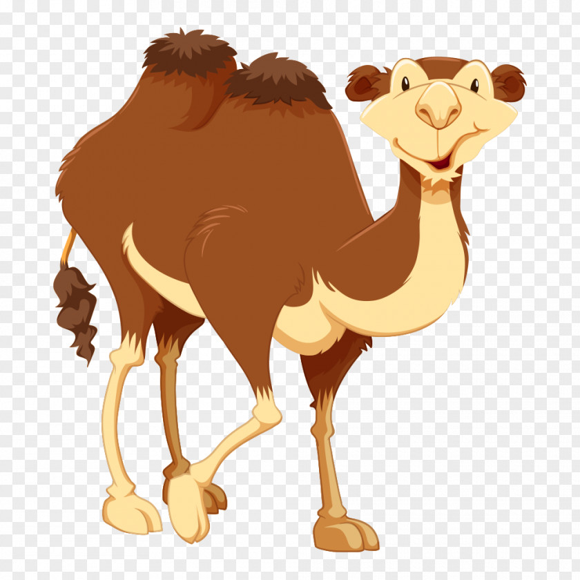 Camel Cartoon Bactrian Clip Art PNG