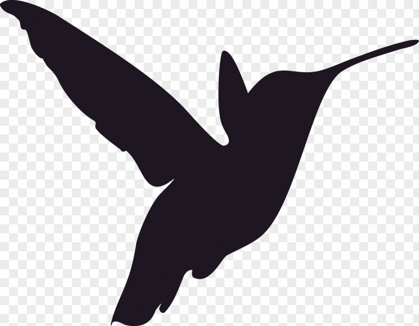 Bird Hummingbird Stencil Silhouette PNG