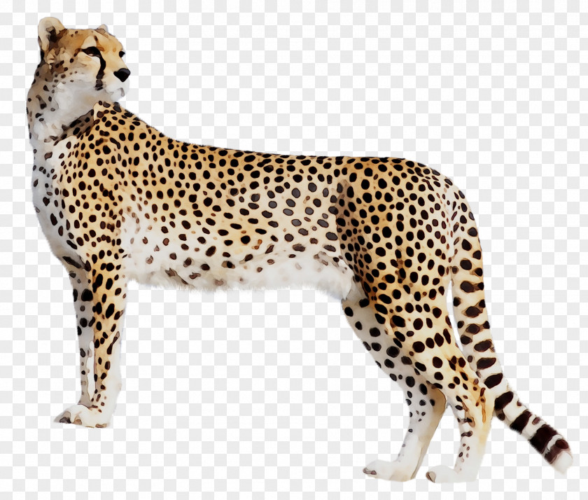 Cheetah Leopard Cat Black Panther Tiger PNG