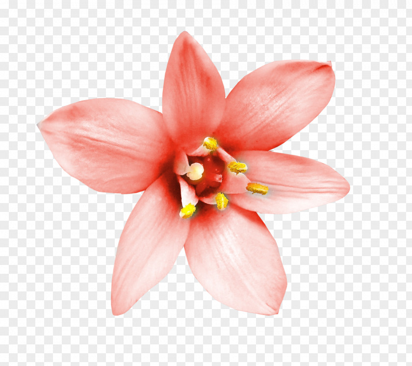 Creative Floral Design Flower Decorative Arts PNG