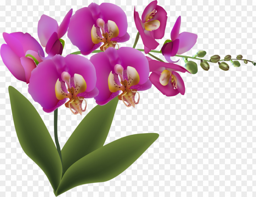 Flower Cattleya Orchids Still Life With Fruit And Flowers Petal PNG