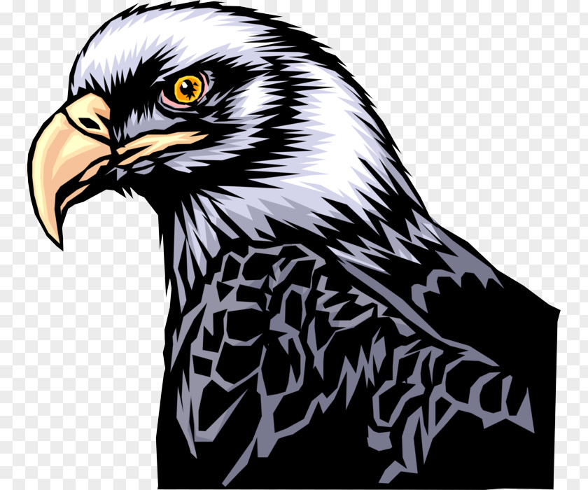 Kite Falcon Bird Eagle Of Prey Hawk Accipitridae PNG