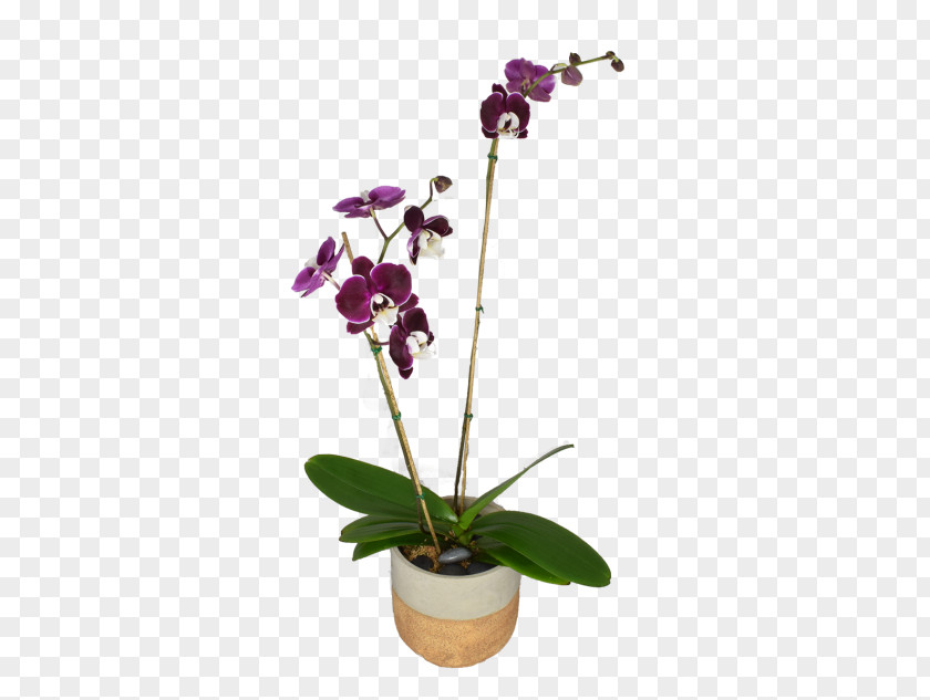 Moth Orchids Dendrobium Cut Flowers Flowerpot PNG
