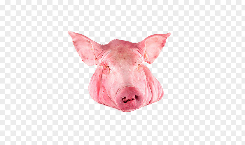 Pig Domestic Pig's Ear Porchetta Pork PNG