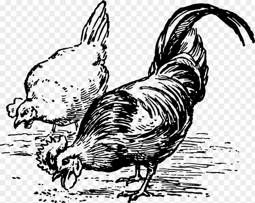 Silkie Chicken As Food Eating Clip Art PNG