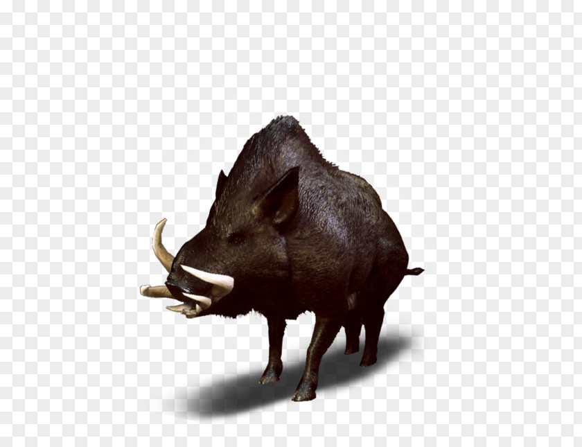 Wild Boar The Witcher 3: Hunt Peccary Wiedźmin PNG