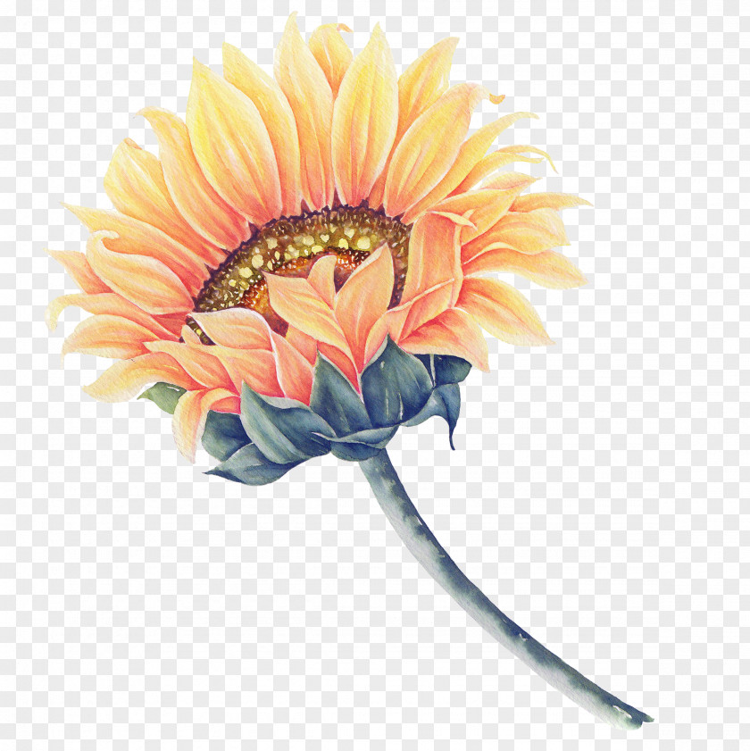 A Sunflower Common Watercolor Painting PNG