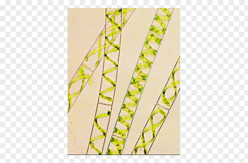 Chlamydomonas Water Silk Green Algae Multicellular Organism Unicellular PNG