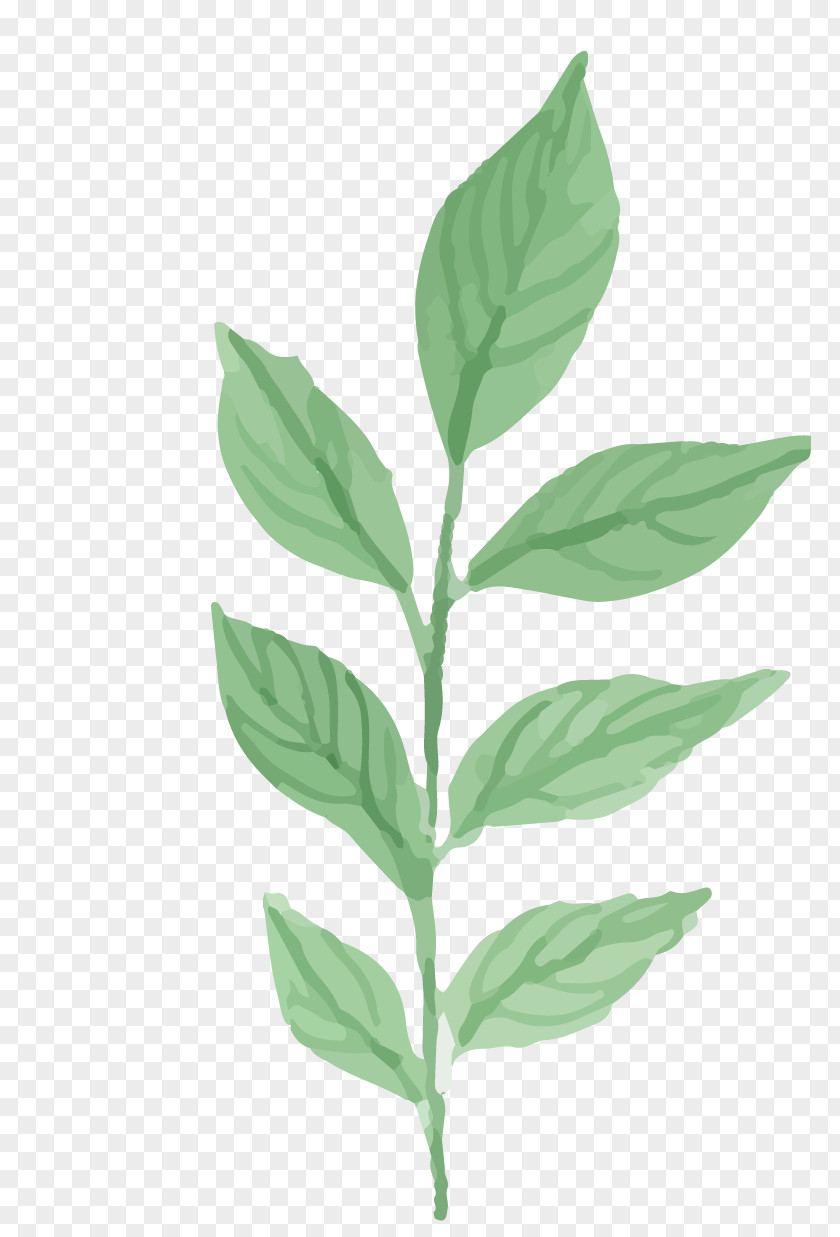 Watercolor Plants Painting Leaf PNG