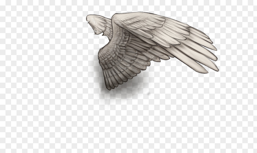 White Wings Bird 0 Hyena Feather Prince Nathan PNG