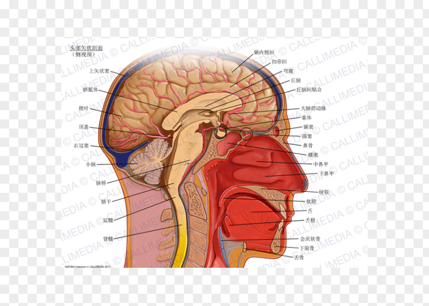 Brain Sagittal Plane Anatomy Coronal Transverse Head PNG
