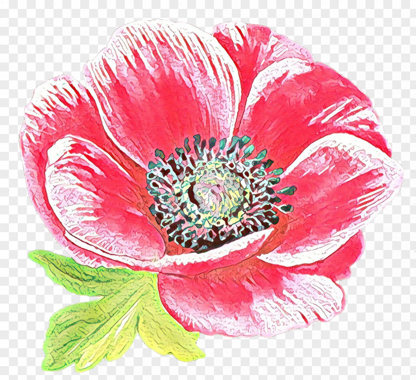 Corn Poppy Flower Flowering Plant Petal Pink Oriental PNG