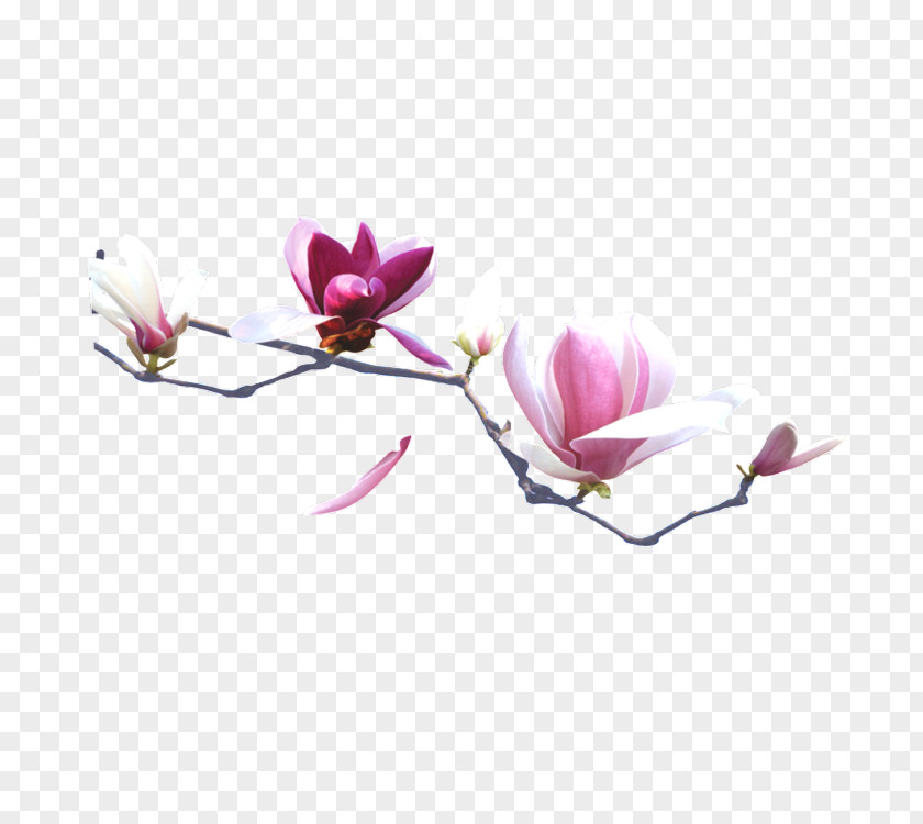 Flower Plants China Gratis Clip Art PNG