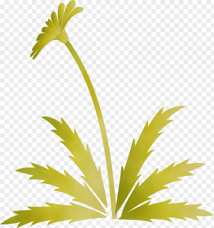 Palm Tree PNG