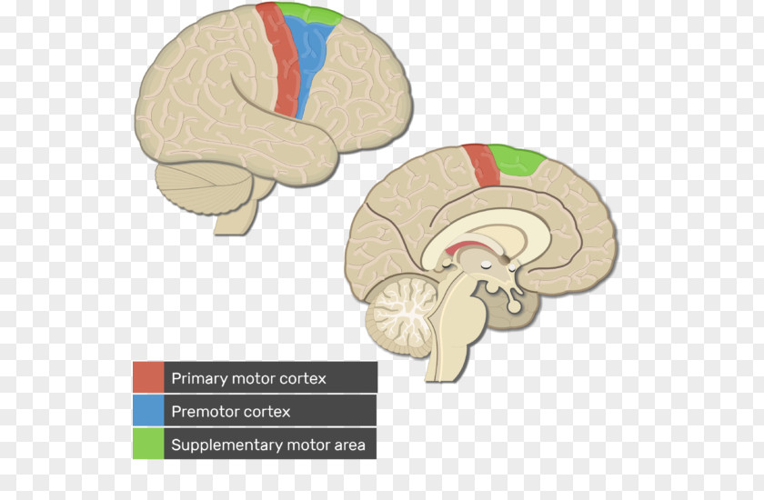 Brain Visual Cortex Cerebral Primary Motor Premotor PNG
