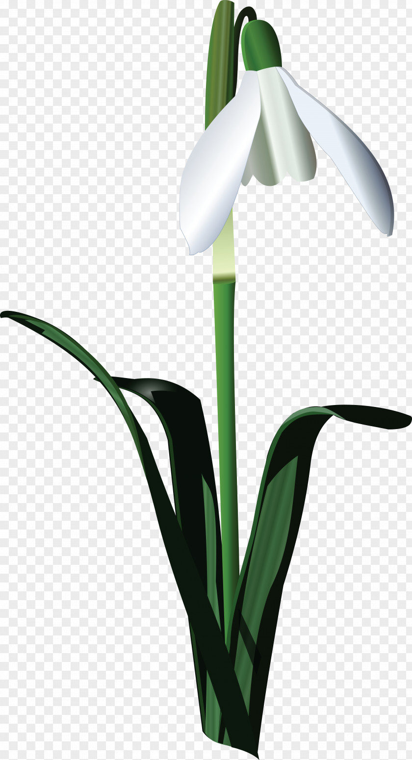 Cdr Flower Snowdrop Photography PNG