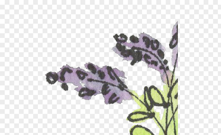 Field Guide English Lavender Violet Clip Art PNG