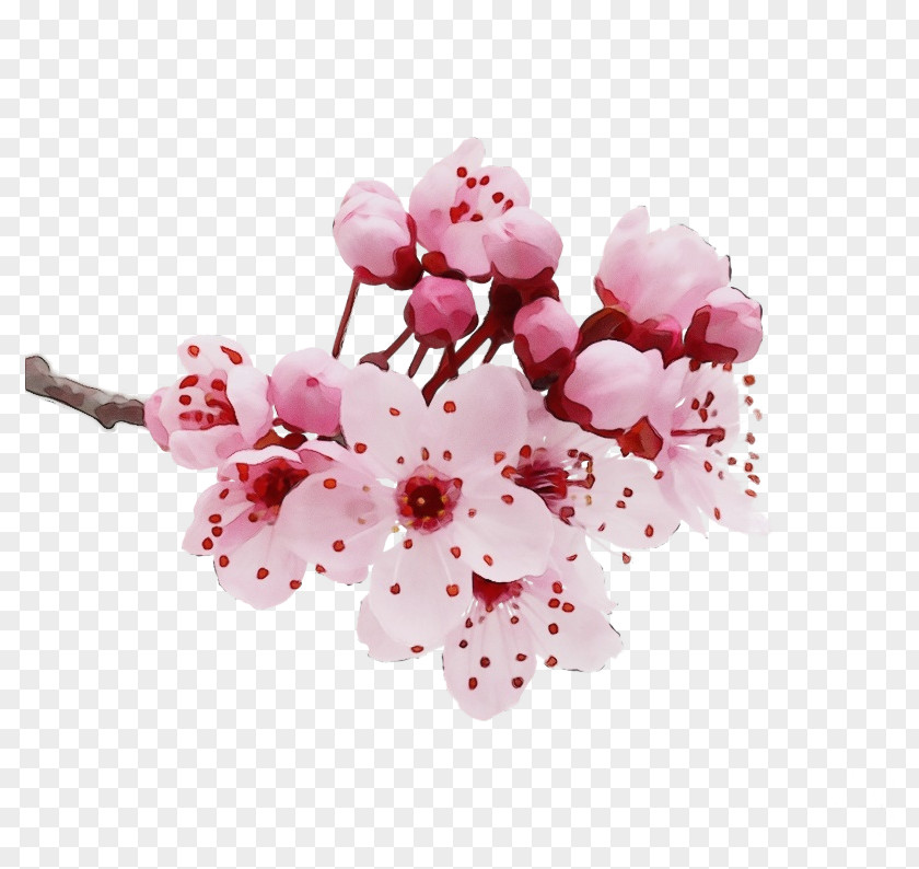 Flowering Plant Cut Flowers Cherry Blossom PNG