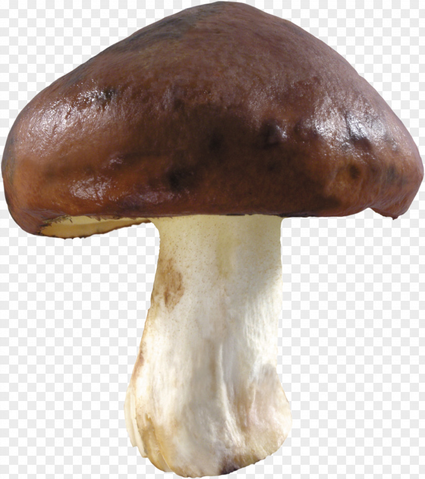 Mushrooms Edible Mushroom Image Resolution PNG