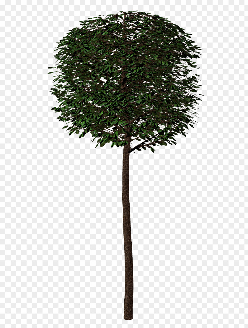 Tree Branch Shrub Arecaceae Plant PNG