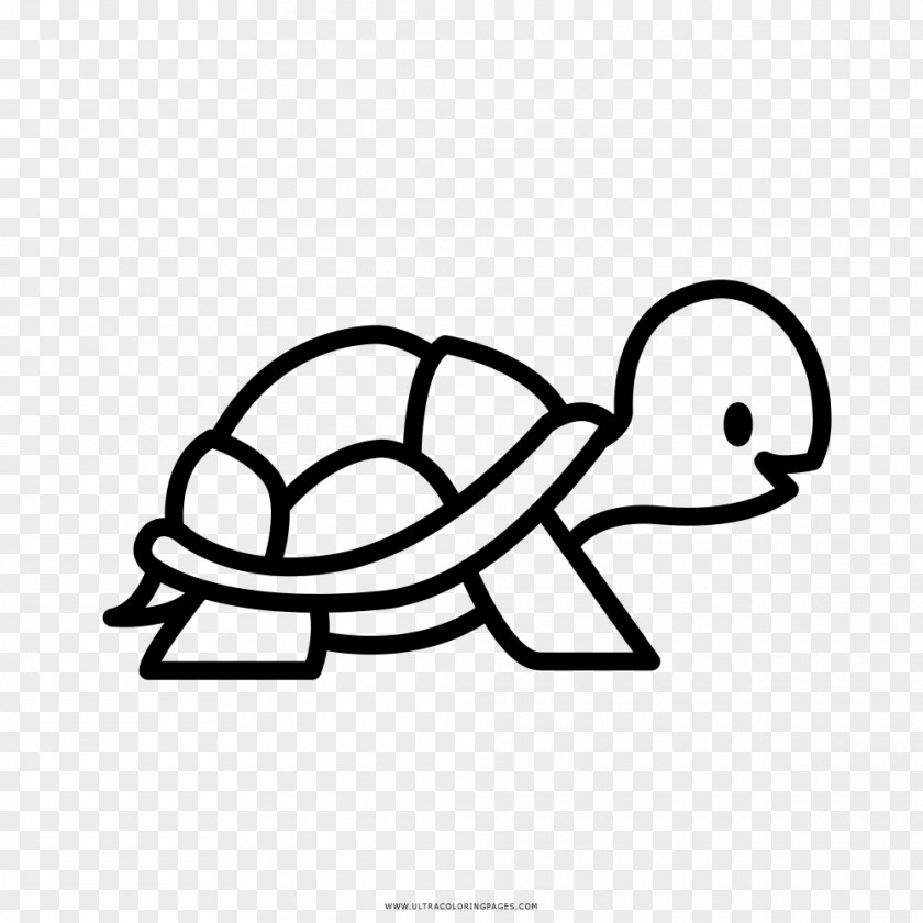 Turtle Coloring Book Drawing Clip Art PNG