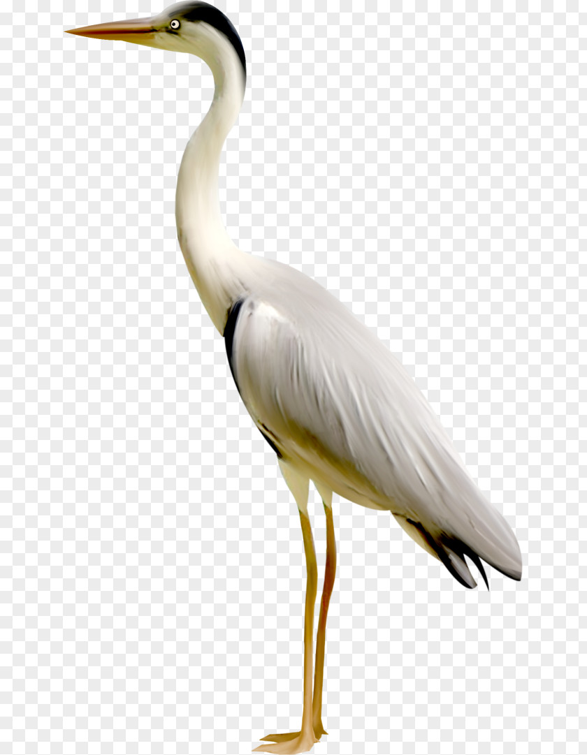 Crane Bird Australian Mudnester Clip Art PNG